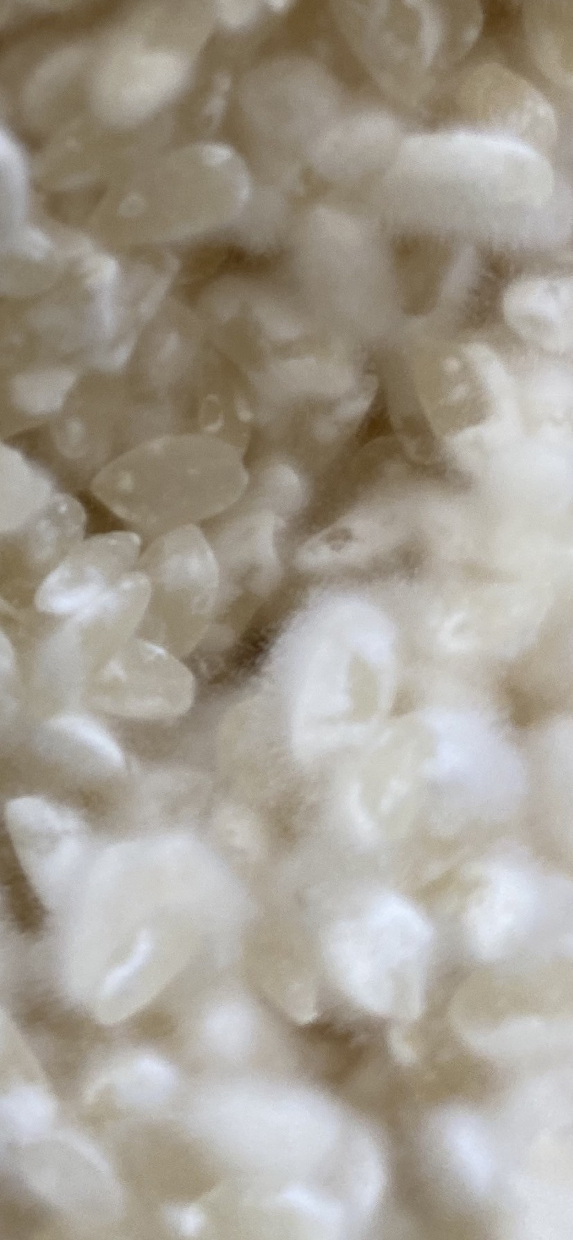 Close-up of koji spores growing on steamed rice